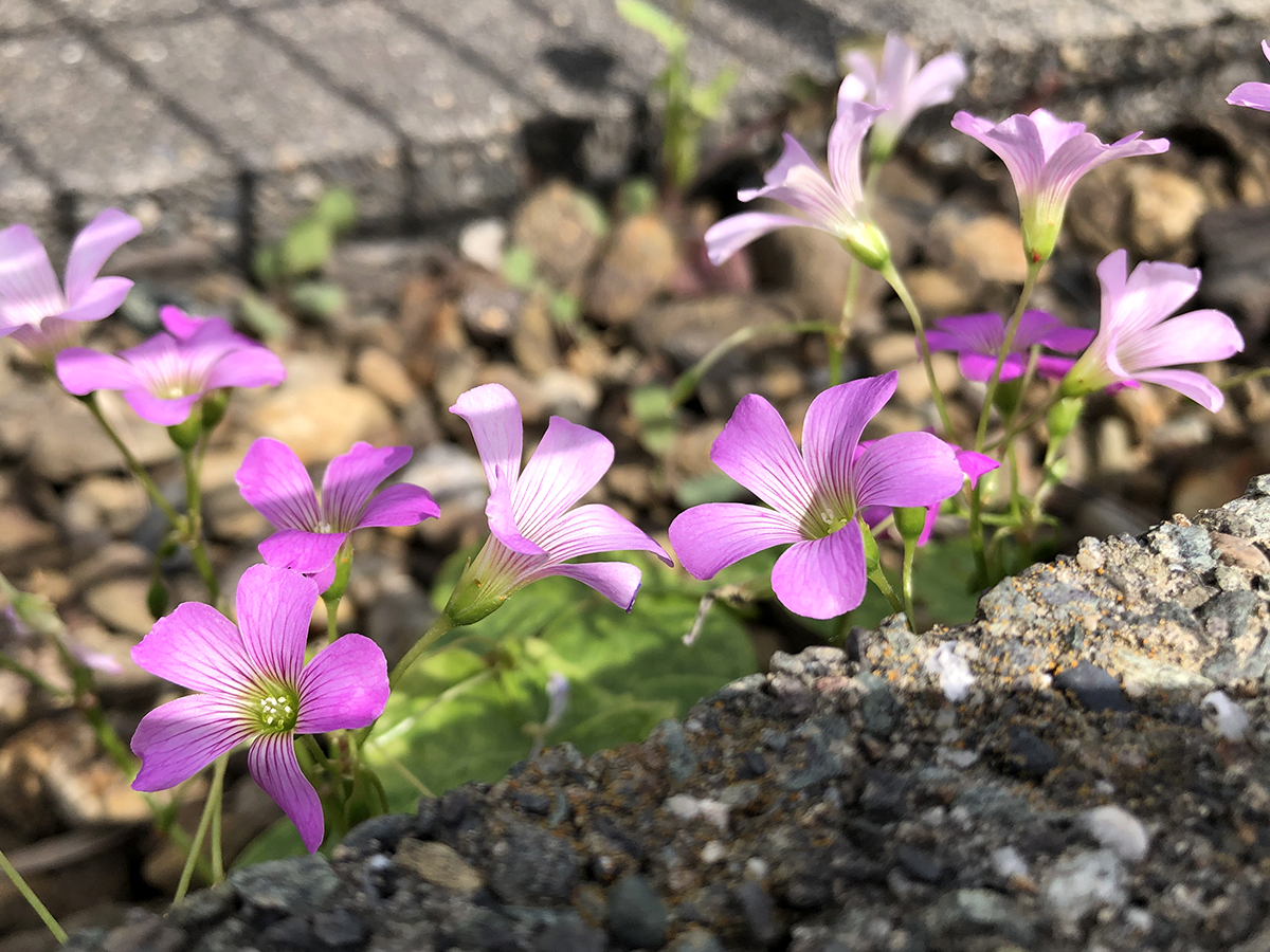 ハンデは補うことができる。