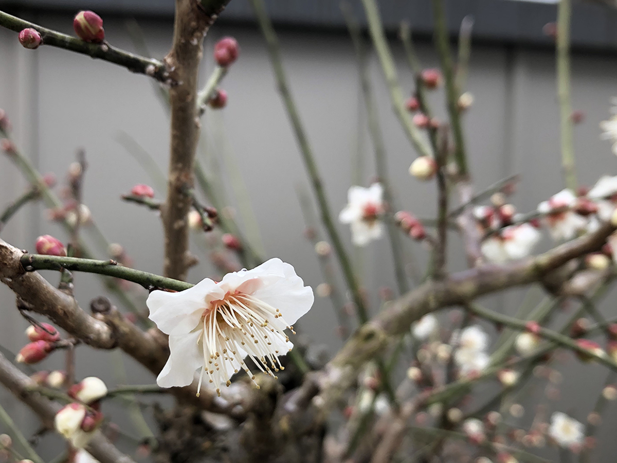 本質を理解するためには、香りを学ぶこと。