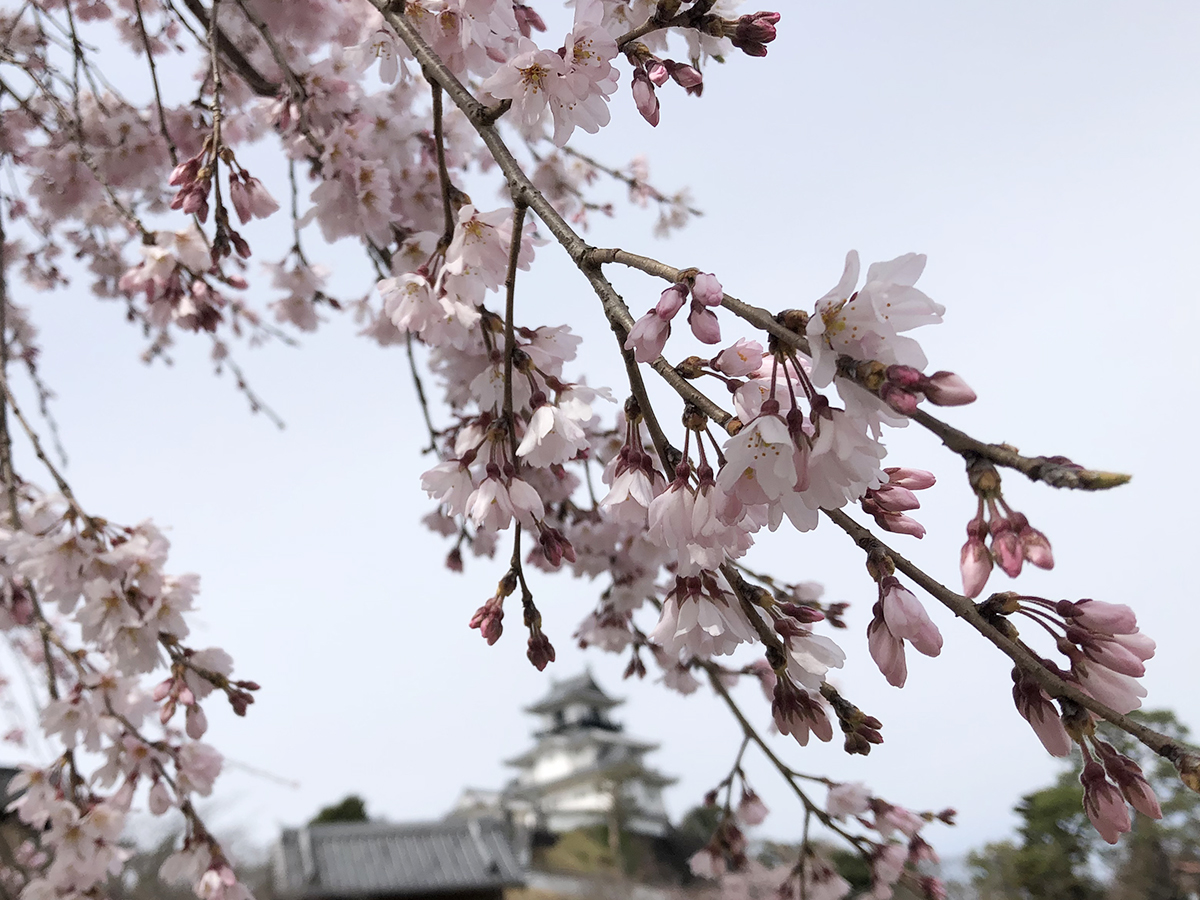 雨のため、3/22(火)の掛川城三ノ丸広場の出店を中止しました。