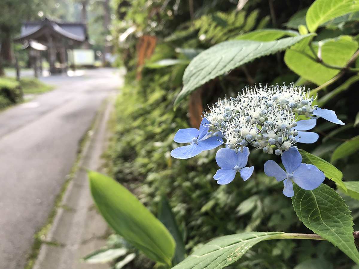 爽やかなのに、完熟の甘さがあるもの。