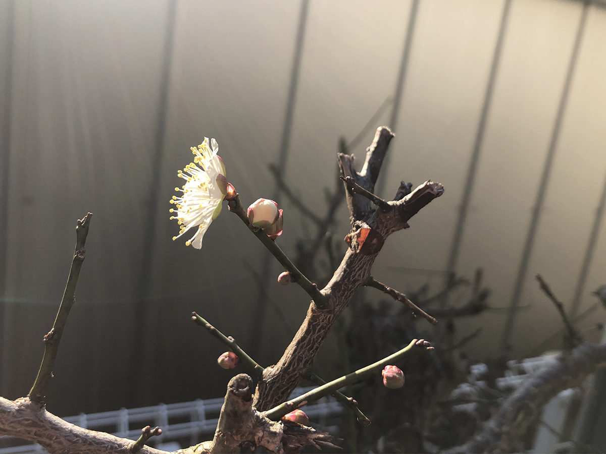 梅の花の香り。