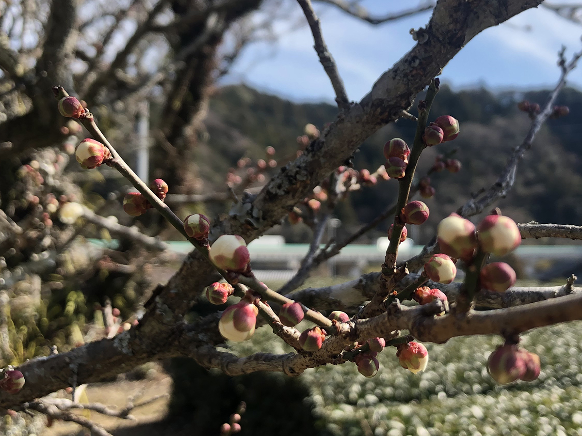 後味の考察。