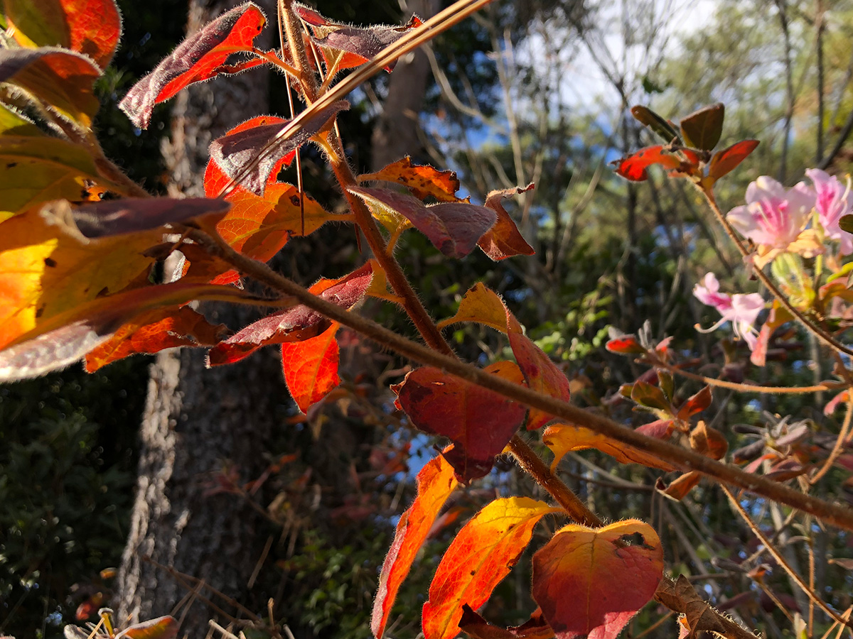 深煎りコーヒーのロースト設定が、良いバランスに整ってきました。