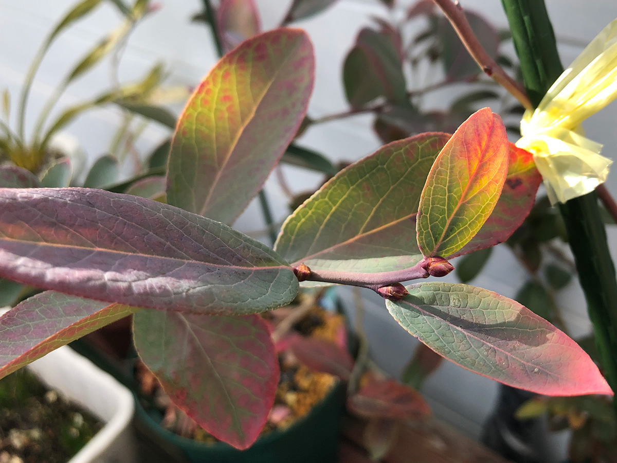 クリーンな深煎りコーヒーの誕生。