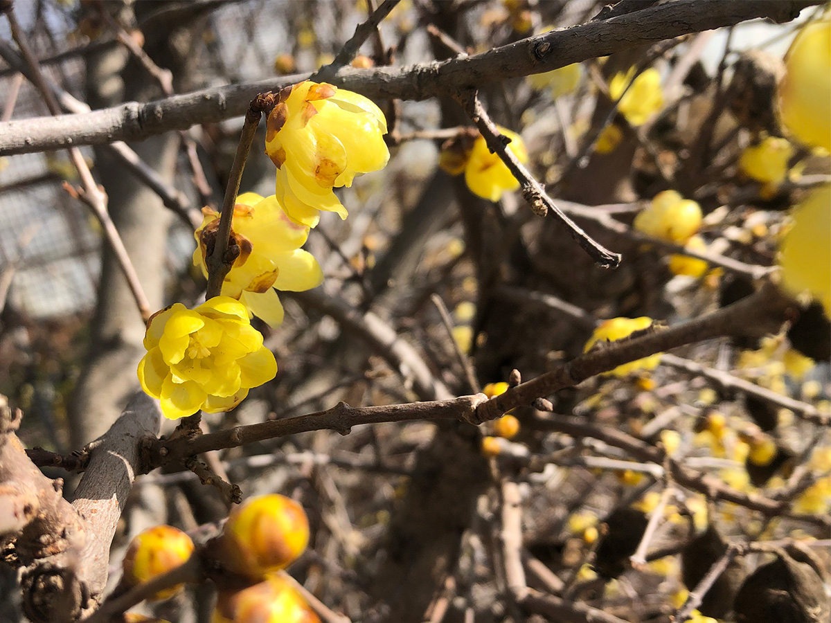 明日は、1月24日。４のつく日は、コーヒー豆10%増量デー！