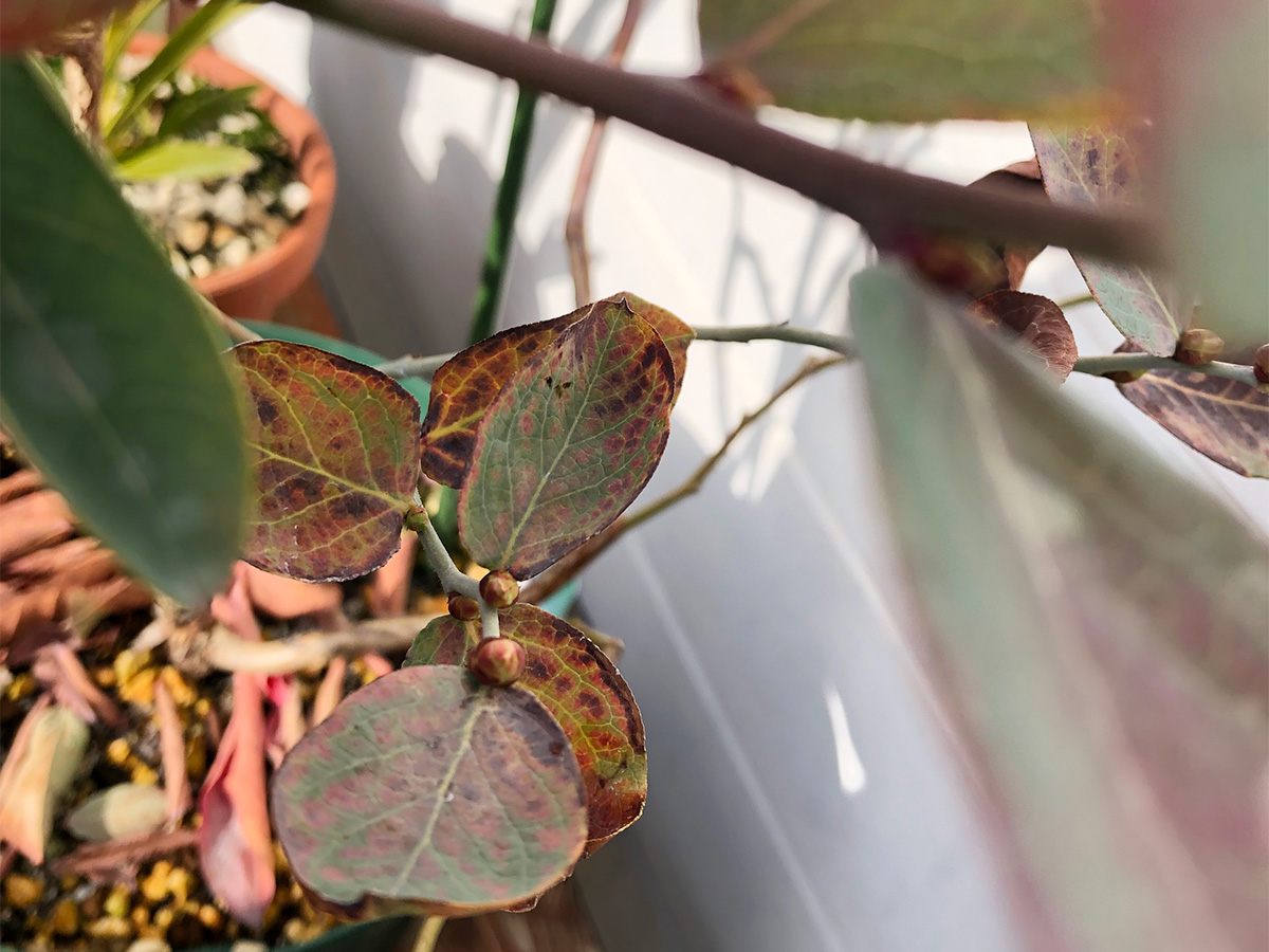 春のローストに移行