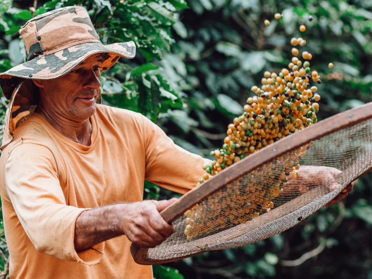 新豆入荷とweb販売開始！