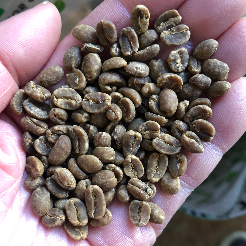 ＜カフェインレス＞ エチオピア・シダモのとりあえずの販売ページを作りました。