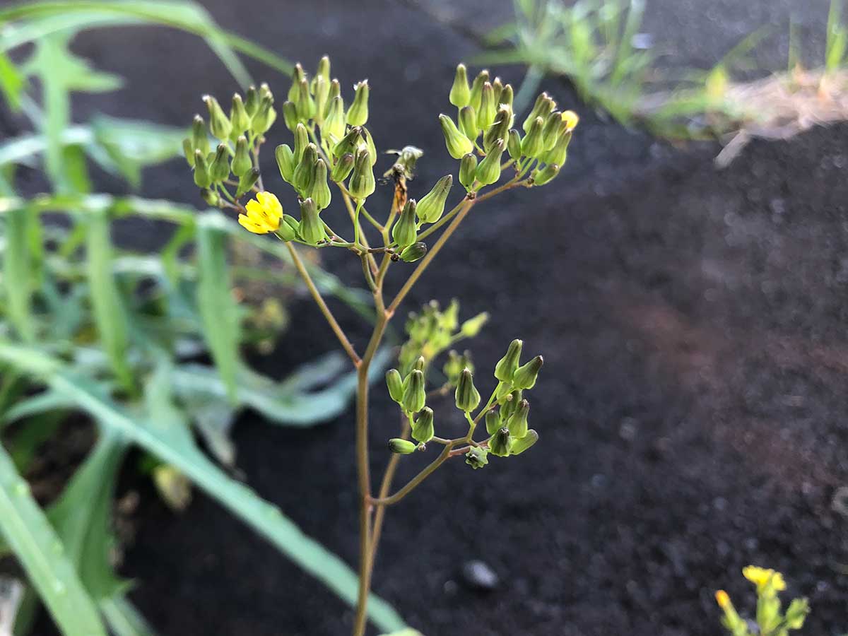 明日は、道の駅・潮見坂にカフェスタンドで出店。